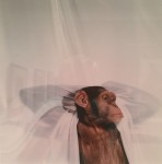 Balog-ChimpanzeeWithCurtain