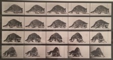 Muybridge-RaccoonTurningAround